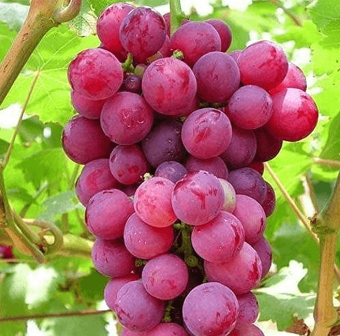 रातो अङ्गुर यौन क्षमता बढाउने वैज्ञानिक प्रमाण: प्राकृतिक उपायका असरहरू